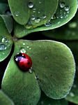 pic for Lady Bug 